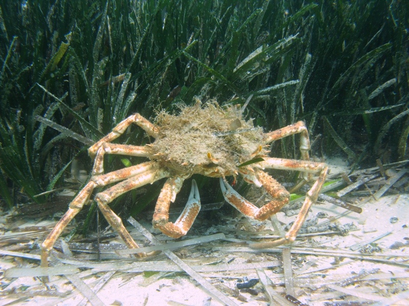 Maja squinado